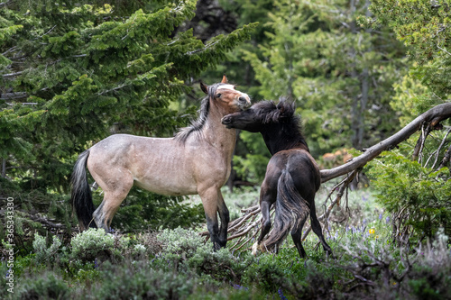 Wild Mustangs Pryor Mountains © Penny Hegyi