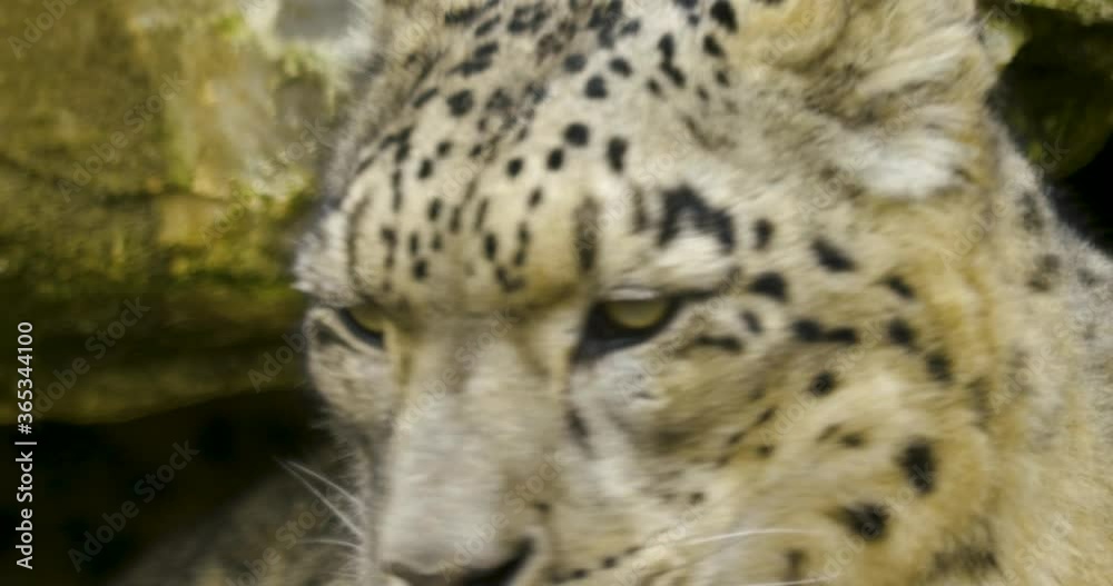 close up of Snow leopard on a cold day in autumn close up of Snow leopard on a cold day in autumn
