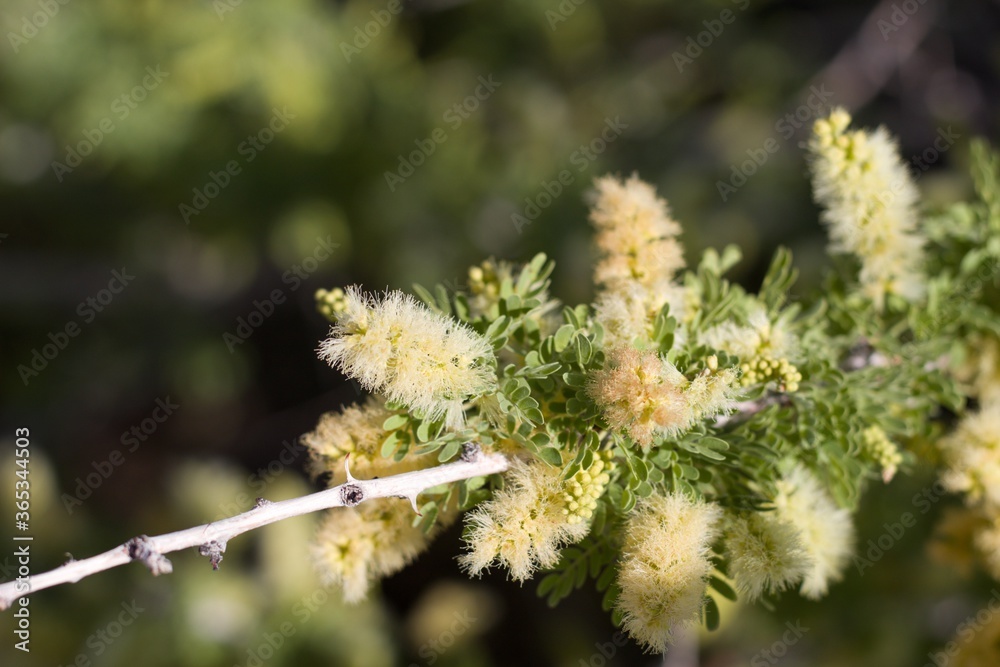 Yellow Spike flowers borne by Catclaw, Senegalia Greggii, Fabaceae, native Deciduous Multitrunked Shrub in the fringes of Twentynine Palms, Southern Mojave Desert, Springtime. Yellow Spike flowers borne by Catclaw, Senegalia Greggii, Fabaceae, native Deciduous Multitrunked Shrub in the fringes of Twentynine Palms, Southern Mojave Desert, Springtime.