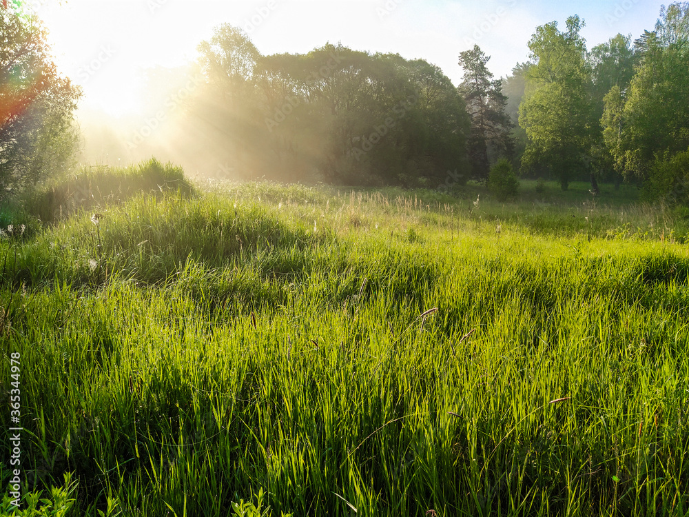 landscape with a summer field at sunset