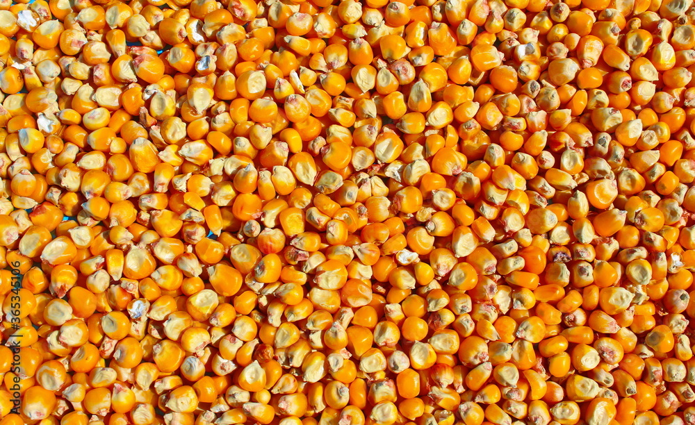 Background of bright, yellow, ripe corn, top view. Ad texture, place for text. Lots of delicious scattered grains dry in the sun. Concept: crop, harvest, fall, autumn, food for in store, preparations.
