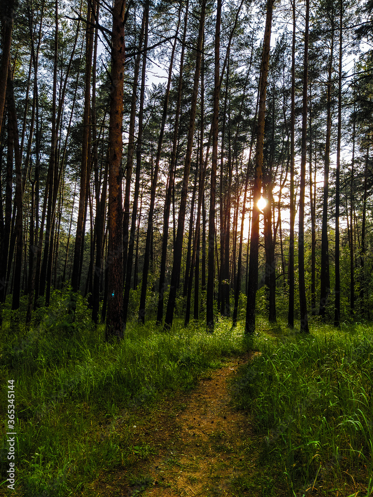Naklejka premium image of a summer forest