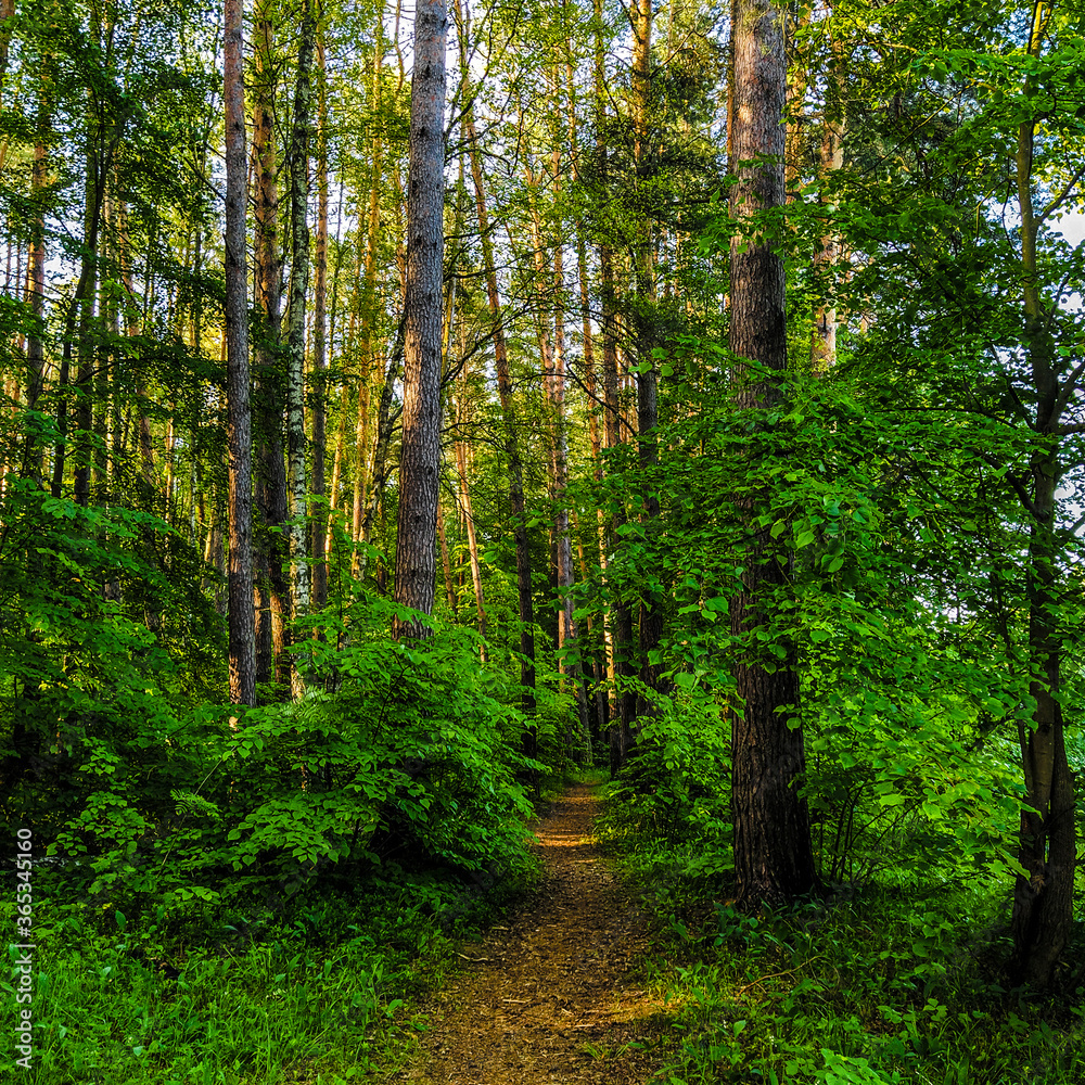 image of a summer forest
