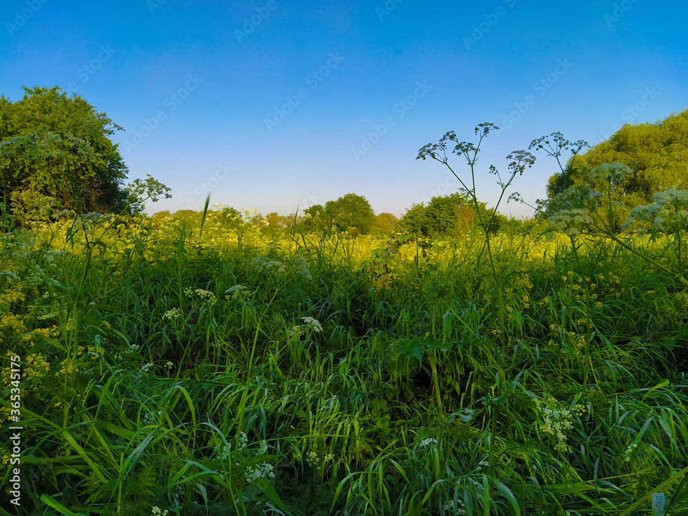 image of a blooming field in the morning image of a blooming field in the morning