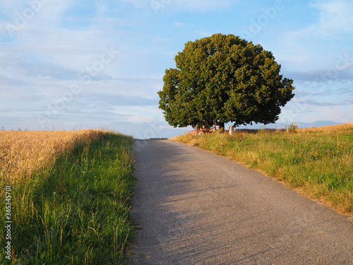 coucher de soleil sur un paysage rural et un arbre - Suisse