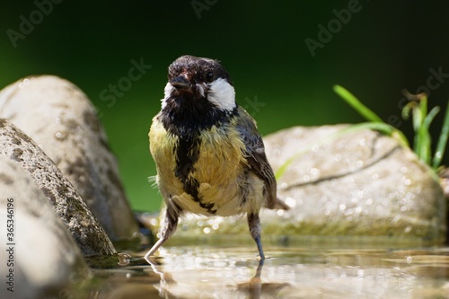 Great tit stands in the water of a bird's lake. Czechia. Europe.