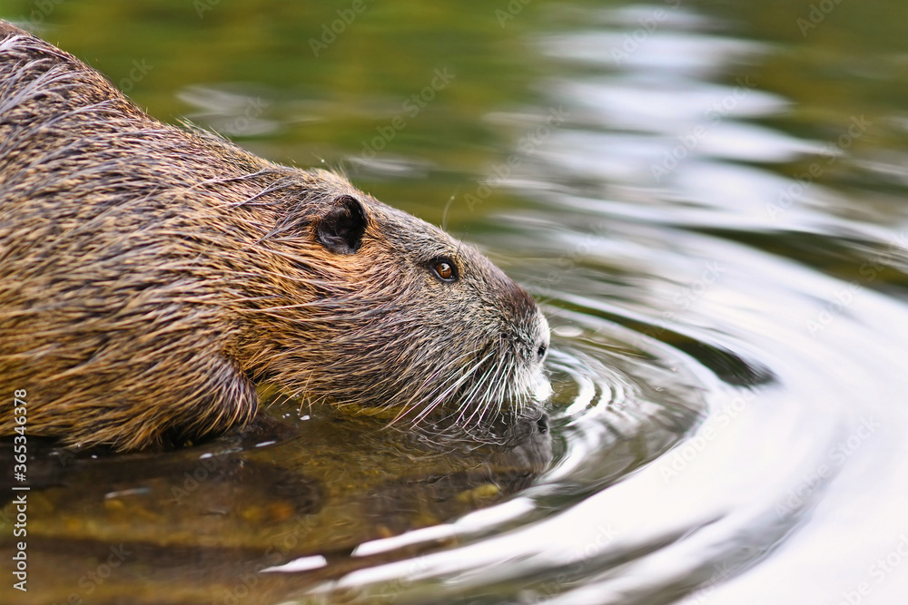 Invasive rodent called 'Myocastor Coypus', commonly known as 'Nutria', swimming in river Invasive rodent called 'Myocastor Coypus', commonly known as 'Nutria', swimming in river