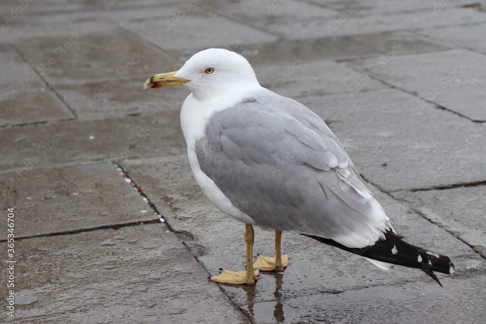 Fototapeta premium birds