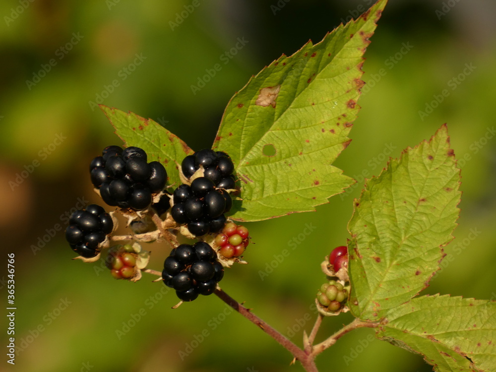 Blackberry fruits and leaves (Rubus plicatus), Poland Blackberry fruits and leaves (Rubus plicatus), Poland