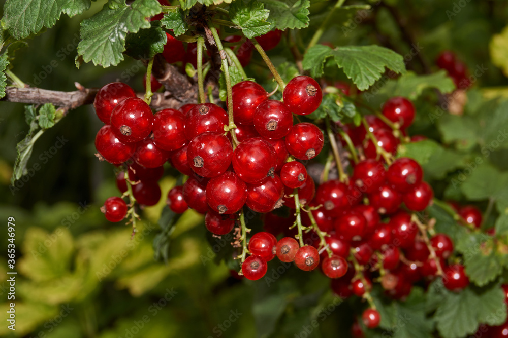 Summer. Red currants have ripened in the garden of a country house.