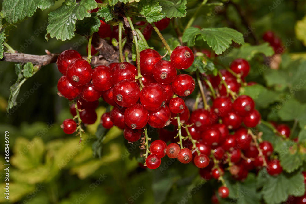 Summer. Red currants have ripened in the garden of a country house. Summer. Red currants have ripened in the garden of a country house.