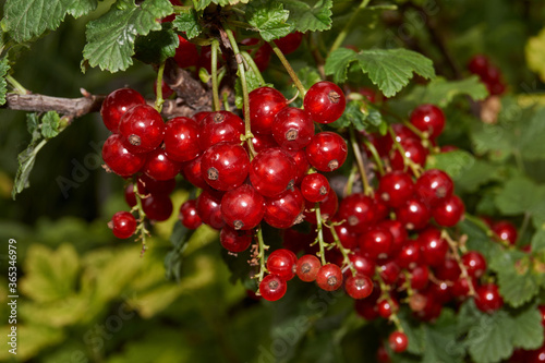 Summer. Red currants have ripened in the garden of a country house.