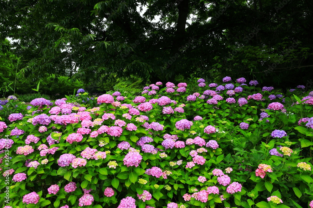 岩手県北上市　森に咲く紫陽花