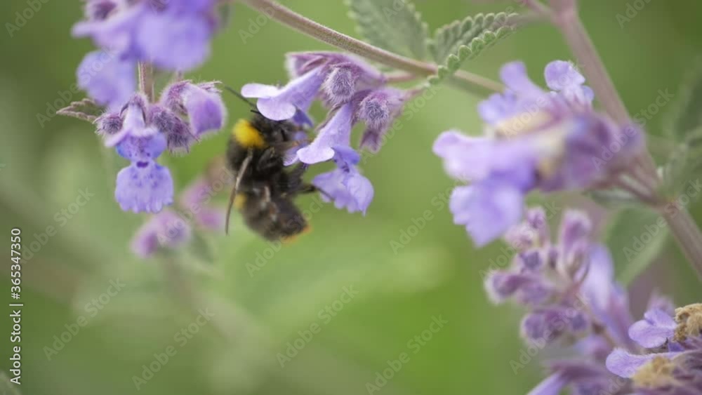 Slow Motion Close-up of Bees Slow Motion Close-up of Bees