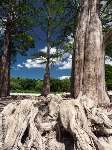 Cypress trees with roots on land