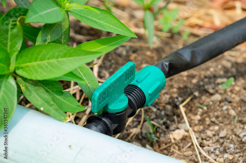 PVC ball valve on ground for watering systems.Drip ball valve for planting.