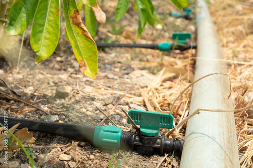Wallpaper Mural PVC ball valve on ground for watering systems.Drip ball valve for planting. Torontodigital.ca
