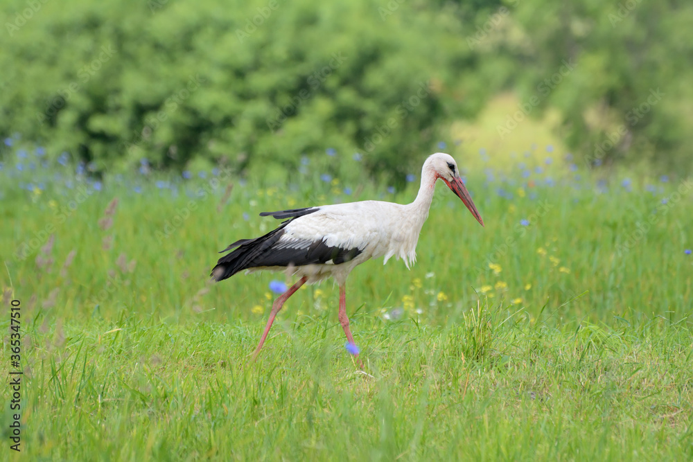 Stork in the meadow looking for food