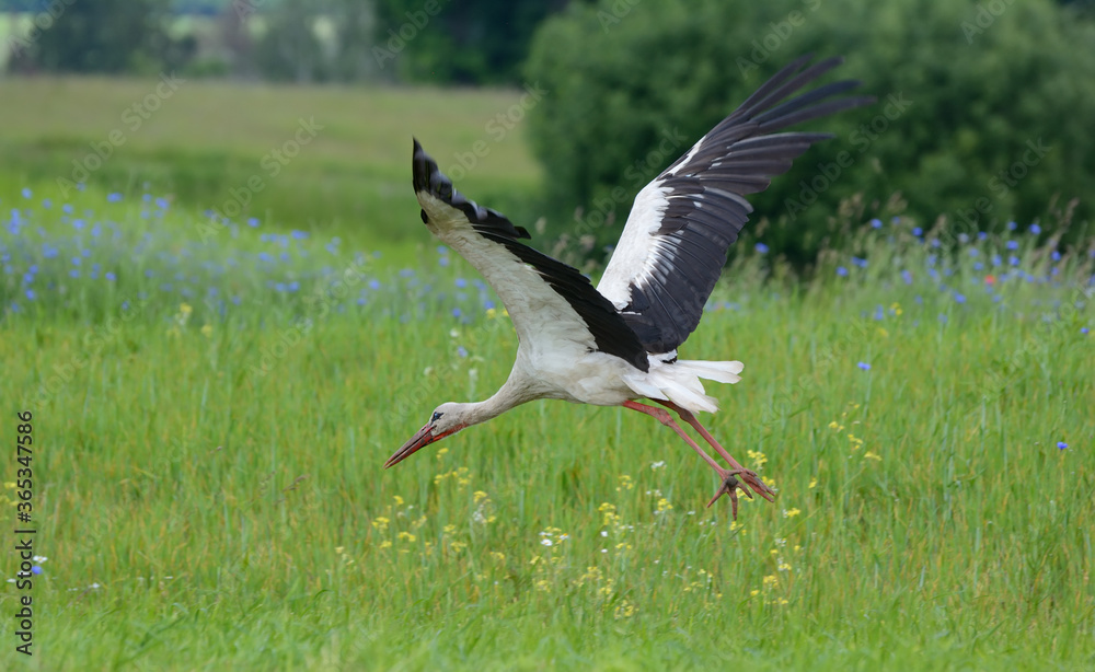 Stork in the meadow is taking off Stork in the meadow is taking off