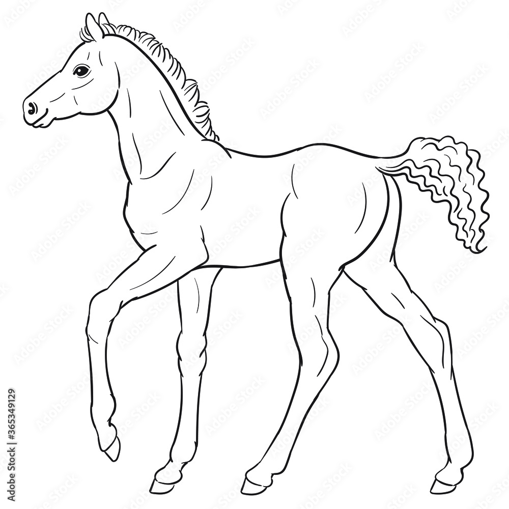 Obraz premium Hand drawn vector of foal isolated on white background. Black and white stock illustration of young horse for coloring book.