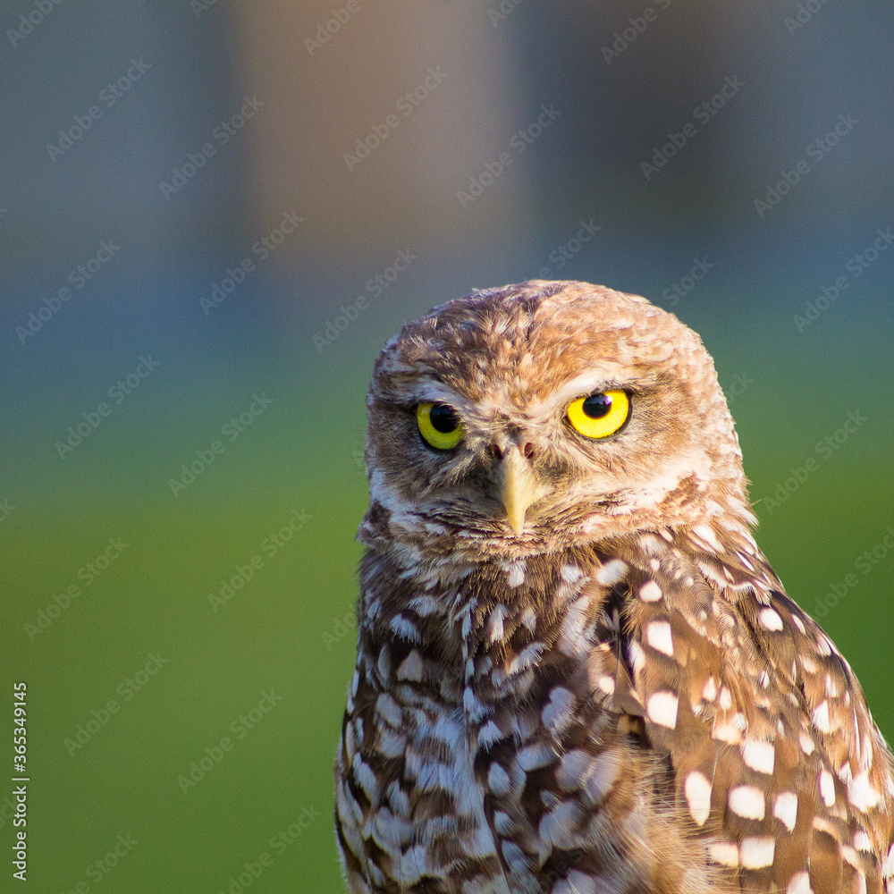 Burrowing Owl, owl, bird, nature, wildlife, animal, beak, eyes, portrait, predator, wild, feather, brown, eagle, hunter, little owl, prey, feathers, bird of prey, raptor, eye, eagle-owl, little Burrowing Owl, owl, bird, nature, wildlife, animal, beak, eyes, portrait, predator, wild, feather, brown, eagle, hunter, little owl, prey, feathers, bird of prey, raptor, eye, eagle-owl, little