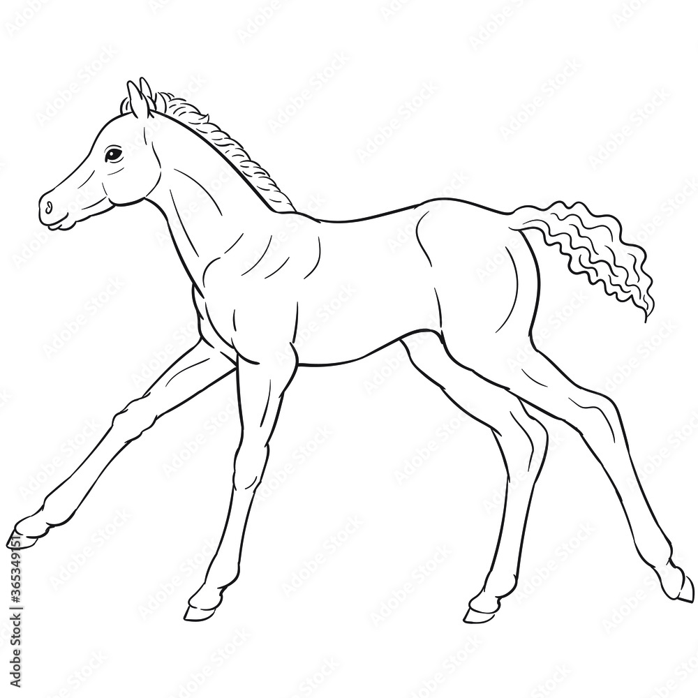 Obraz premium Hand drawn vector of foal isolated on white background. Black and white stock illustration of young horse for coloring book.