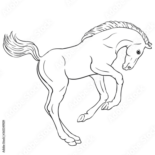 Hand drawn vector of foal isolated on white background. Black and white stock illustration of young horse for coloring book.