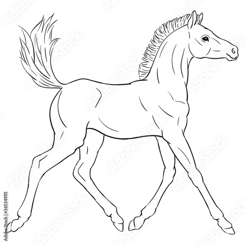 Hand drawn vector of foal isolated on white background. Black and white stock illustration of young horse for coloring book.