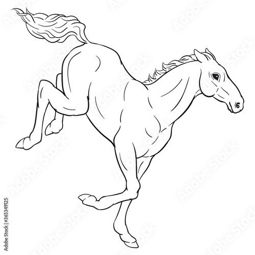 Hand drawn vector of foal isolated on white background. Black and white stock illustration of young horse for coloring book.
