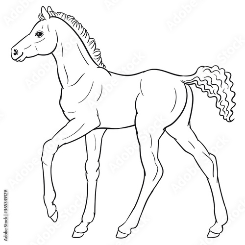Hand drawn vector of foal isolated on white background. Black and white stock illustration of young horse for coloring book.