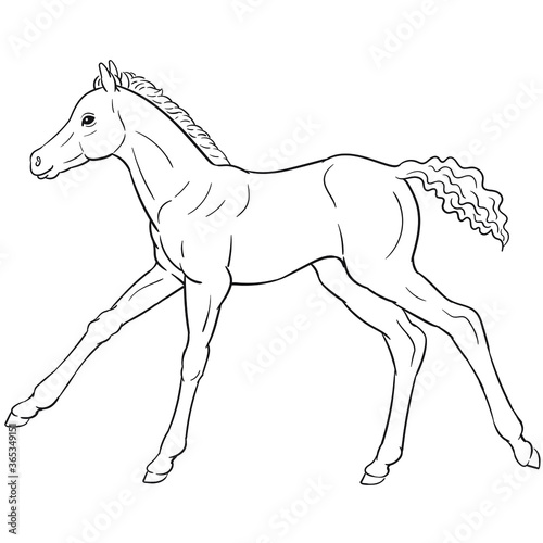 Hand drawn vector of foal isolated on white background. Black and white stock illustration of young horse for coloring book.