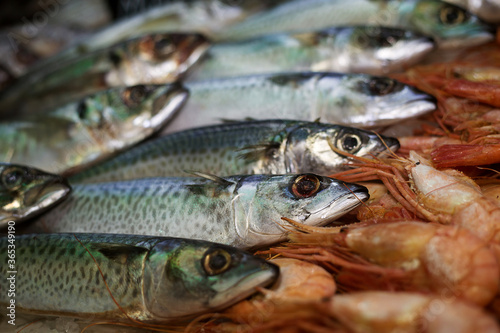 fresh mackerel fish lying on the ice next to shrimps, photo taken at a fish exhibition © NataSao