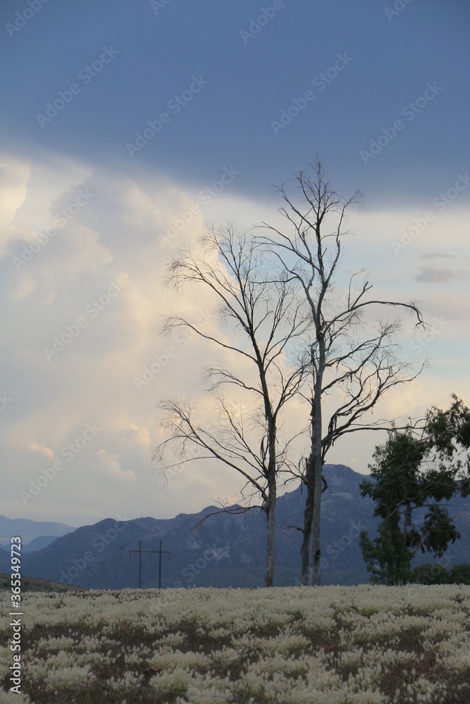 Obraz premium atardecer arbol seco