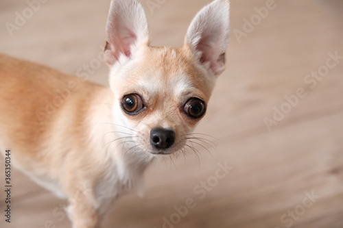 Closeup portrait of small funny beige mini chihuahua dog  puppy  isolated