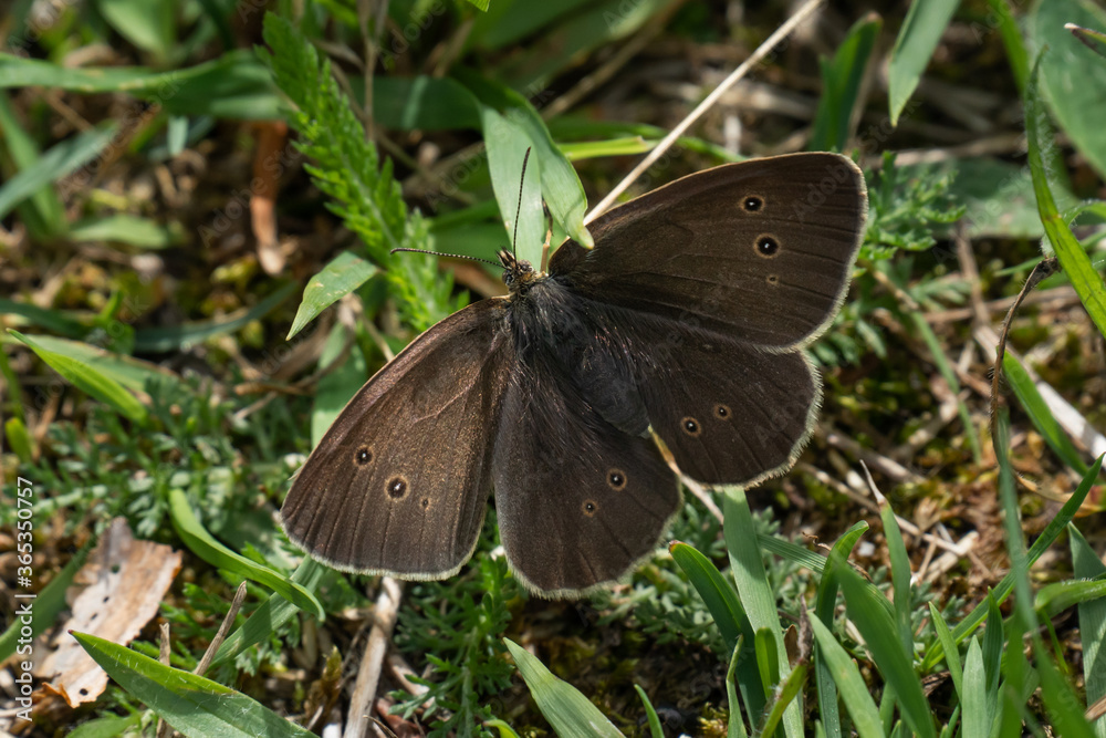 Obraz premium A beautiful brown ringlet butterfly sitting in the grass soaking up the hot summer sun