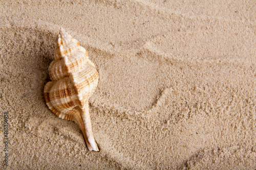 Top view seashell in the sand. Travel, vacation, sea concept