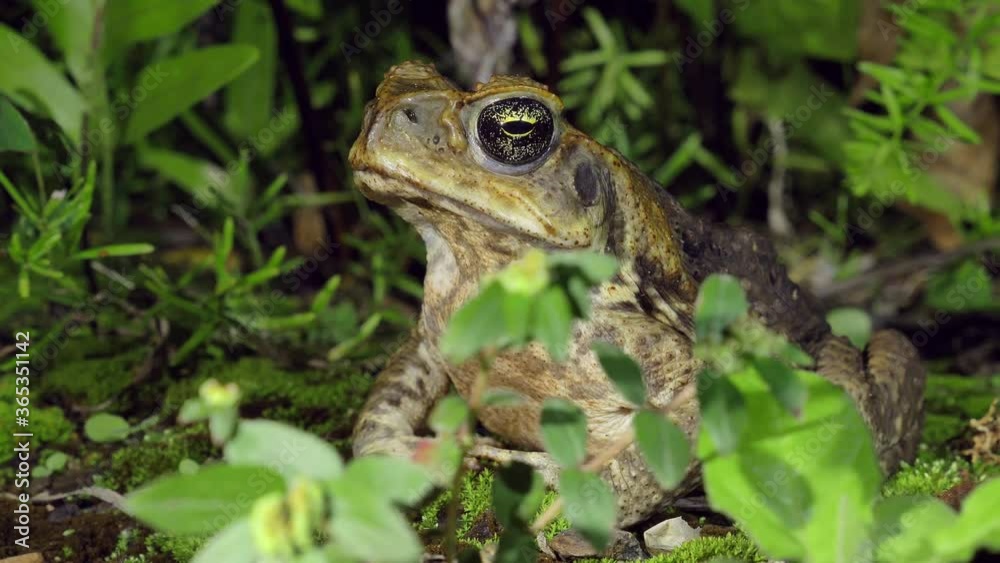 Cane Toad Hiding in Lush Nature, Close Up Cane Toad Hiding in Lush Nature, Close Up