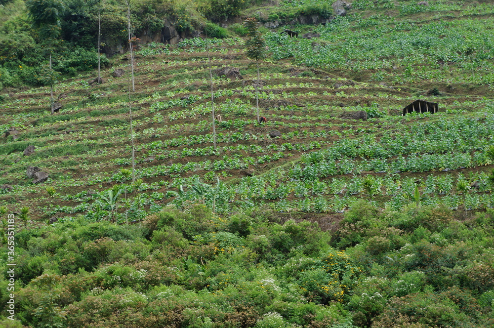 row of vegetable plants on a cliff on a hill in central java, indonesia