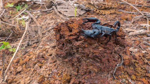 A scorpion on a rock in Thailand. Scorpion ready to fight.