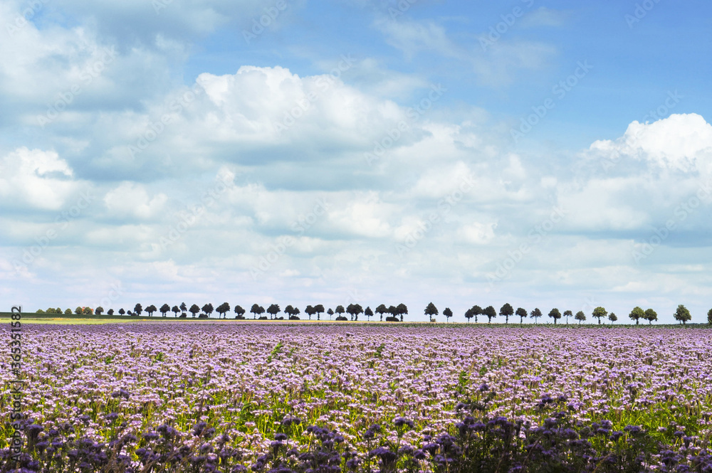 Phacelia Blumen Feld, violett blühende Natur Felder,
Phacelia Blumen Hintergrund
