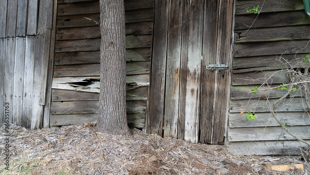 Old weathered timber wall and door, with tree trunk and dead leaves in the foreground.