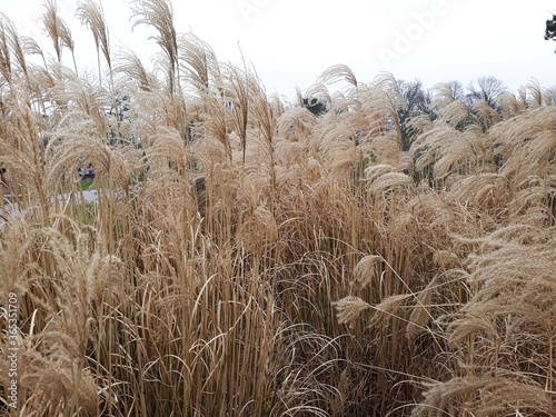 Miscanthus sinensis 'Malepartus'  or Chinese silver grass, in the city park. photo