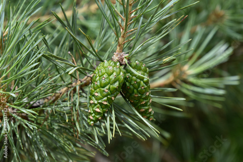 Green pine cones on a pine.