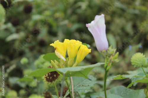 yellow flower