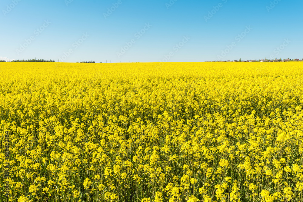 field of yellow rapeseed against the blue sky, spring clear sunny day field of yellow rapeseed against the blue sky, spring clear sunny day