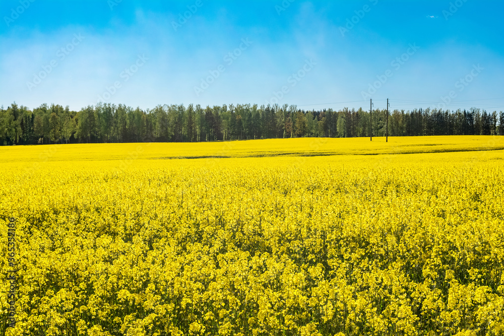 field of yellow rape and green forest against the blue sky, spring clear sunny day