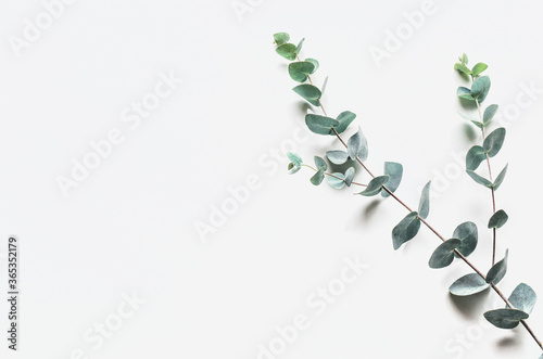 eucalyptus branches on a white background. Top view. Copy space.