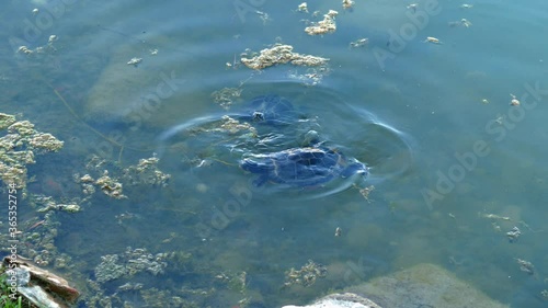 little turtle swims in the lake photo