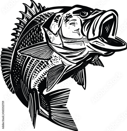 The Bass fish on a white
