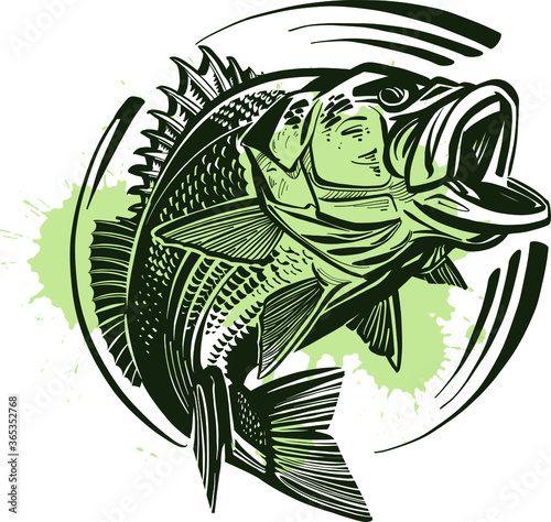 The Bass fish on a white
